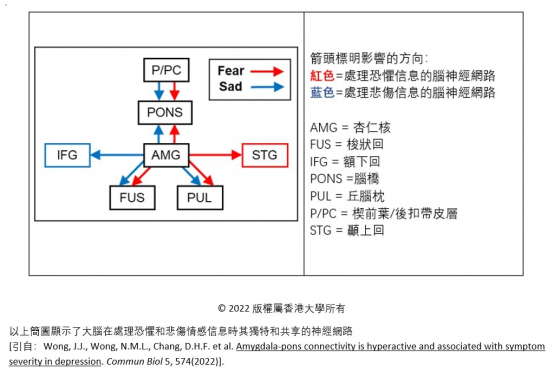 HKU State Key Laboratory of Brain and Cognitive Sciences reveals the pons plays a significant role in processing sad information